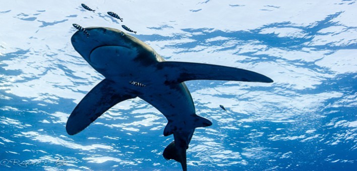 Longimanus