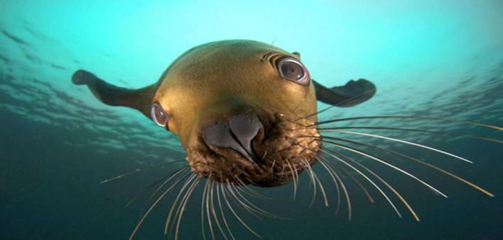 Lion de mer web
