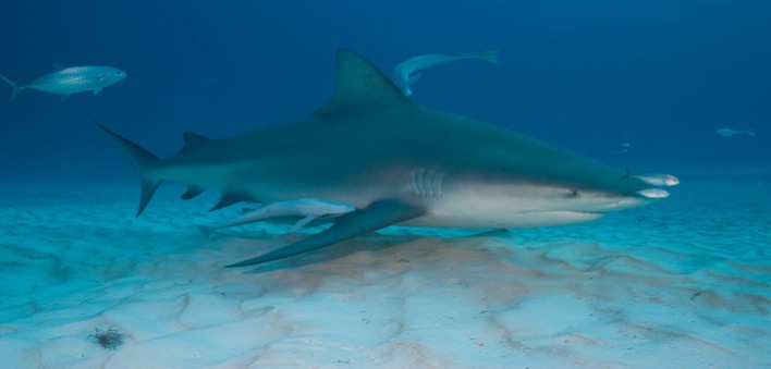 Requin