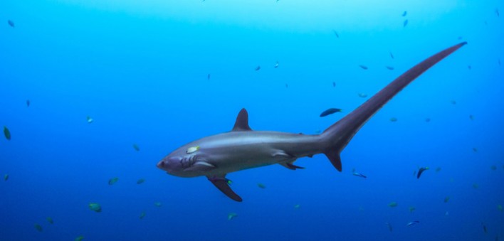 requin-renard