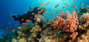 Banner Martinique