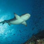 requin1
