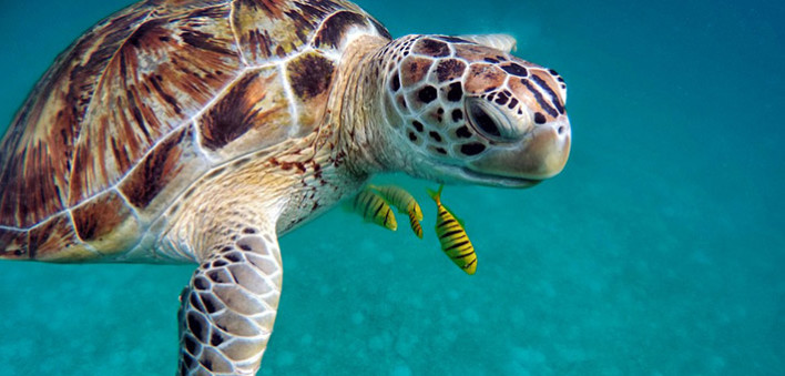 Tortue