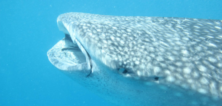 requin baleine