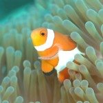 Clownfish