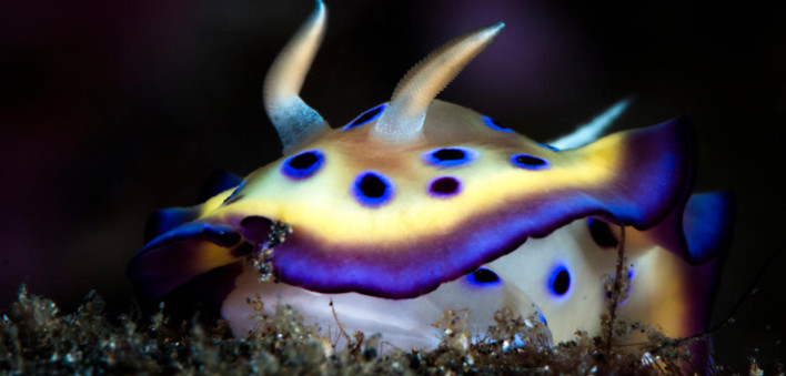 nudibranche