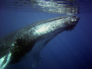 Baleine1