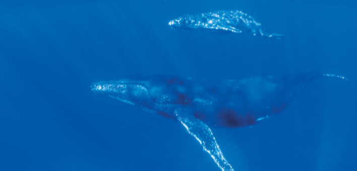 Baleine